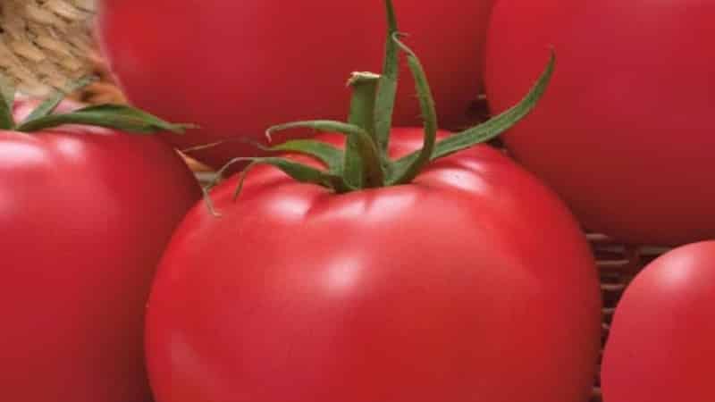 Ikke lunefuld at passe på, men samtidig rig på udbytte, Nice-tomaten: fotos, anmeldelser og voksende hemmeligheder