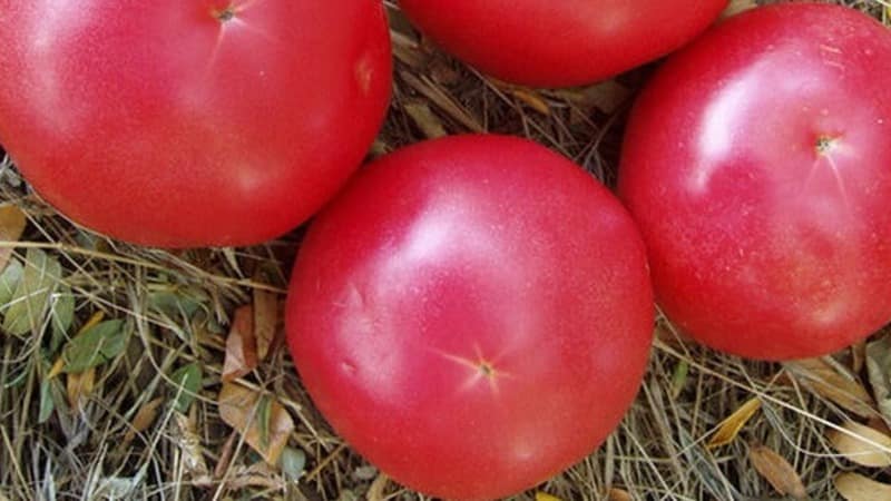 Die Nice-Tomate ist nicht launisch in der Pflege, aber gleichzeitig ertragreich: Fotos, Bewertungen und Wachstumsgeheimnisse