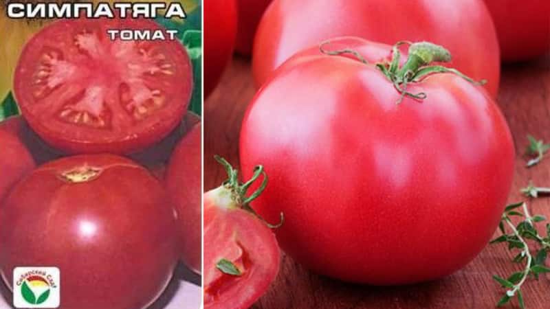 Not capricious to care for, but at the same time rich in yield, the Nice tomato: photos, reviews and growing secrets