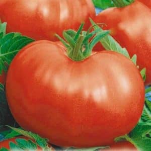 A tomato with huge fruits, proven over decades - Russian size F1