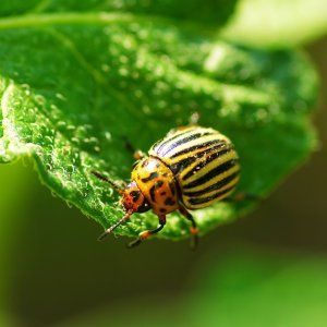 Ein Favorit unter den Sommerbewohnern für den Anbau in einem Gewächshaus ist die Babushkino-Lukoshko-Tomate.