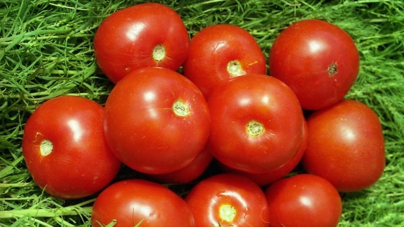 Yamal tomatoes, beloved by gardeners: we grow an unpretentious variety ourselves without much difficulty