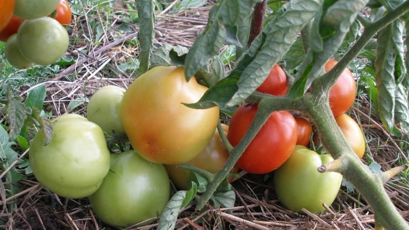 Pomodori Yamal, amati dai giardinieri: coltiviamo noi stessi una varietà senza pretese senza troppe difficoltà