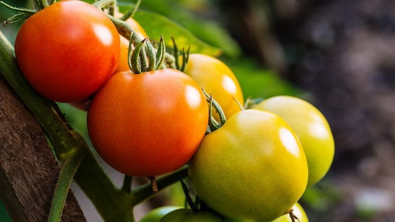 Pomodori Yamal, amati dai giardinieri: coltiviamo noi stessi una varietà senza pretese senza troppe difficoltà