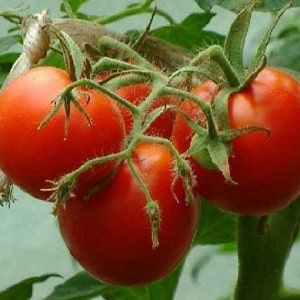 Pomodori Yamal, amati dai giardinieri: coltiviamo noi stessi una varietà senza pretese senza troppe difficoltà