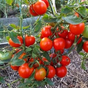 Pomodori Yamal, amati dai giardinieri: coltiviamo noi stessi una varietà senza pretese senza troppe difficoltà