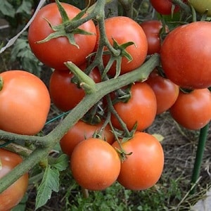 Pomodori Yamal, amati dai giardinieri: coltiviamo noi stessi una varietà senza pretese senza troppe difficoltà