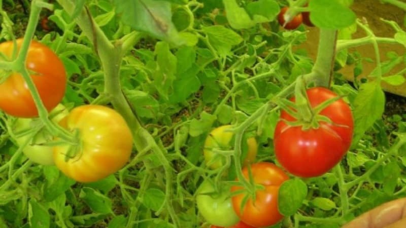 Vale la pena piantare il pomodoro ibrido Red Arrow F1: caratteristiche che possono influenzare la tua scelta