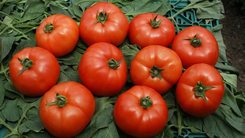 Vale la pena piantare il pomodoro ibrido Red Arrow F1: caratteristiche che possono influenzare la tua scelta