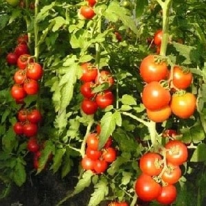 Vale la pena piantare il pomodoro ibrido Red Arrow F1: caratteristiche che possono influenzare la tua scelta