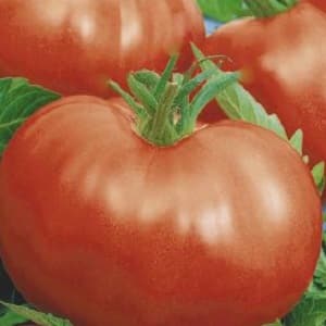 A guide to growing Russian Bogatyr tomatoes in open ground or a greenhouse for beginner gardeners