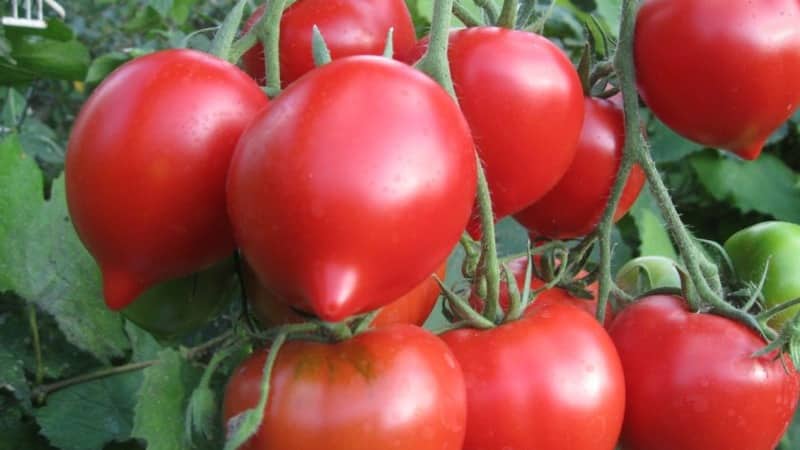 Du kommer att lockas av dess utseende och älskas för dess smak - Yubileiny Tarasenko-tomaten