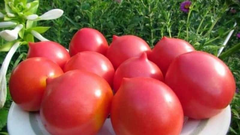 Du kommer att lockas av dess utseende och älskas för dess smak - Yubileiny Tarasenko-tomaten