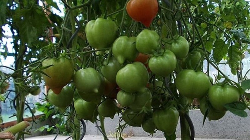 Du kommer att lockas av dess utseende och älskas för dess smak - Yubileiny Tarasenko-tomaten