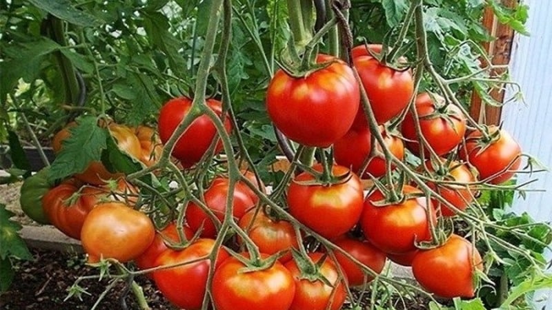 Du kommer att lockas av dess utseende och älskas för dess smak - Yubileiny Tarasenko-tomaten