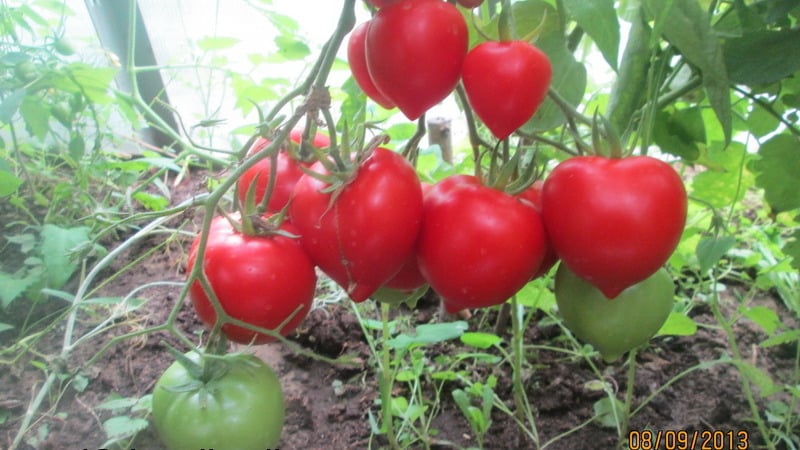 Du kommer att lockas av dess utseende och älskas för dess smak - Yubileiny Tarasenko-tomaten