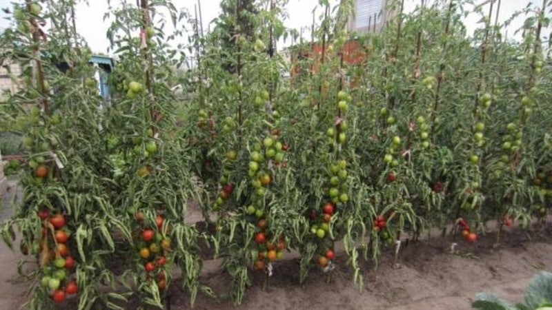 Du kommer att lockas av dess utseende och älskas för dess smak - Yubileiny Tarasenko-tomaten