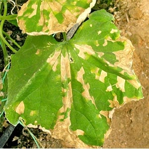 Prevenció de l'aparició i mètodes efectius de tractament de la peronosporosi dels cogombres