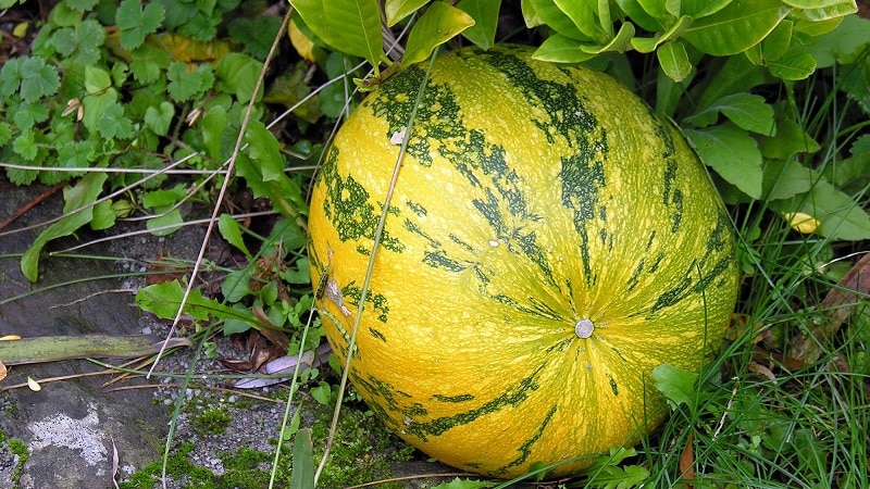 Moliūgų (kietos žievės, pepo) aprašymas: sudėtis ir savybės, savybės, auginimo ir naudojimo niuansai