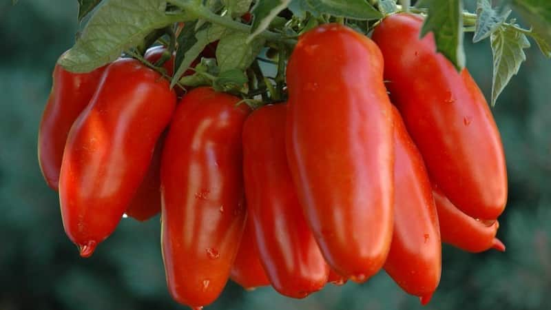 An exotic variety of tomatoes for real gourmets – Pepper tomatoes for salads and canning