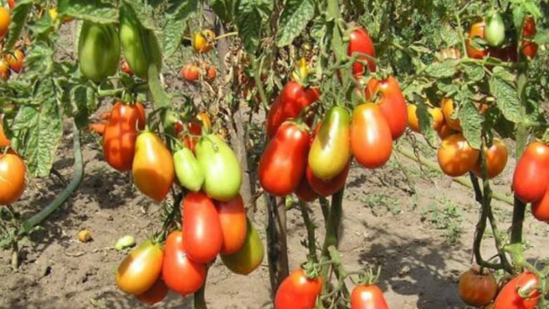 Een exotische tomatenvariëteit voor echte fijnproevers – Pepertomaten voor salades en conserven