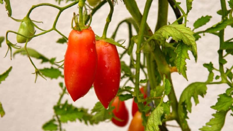 Een exotische tomatenvariëteit voor echte fijnproevers – Pepertomaten voor salades en conserven