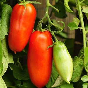 Een exotische tomatenvariëteit voor echte fijnproevers – Pepertomaten voor salades en conserven