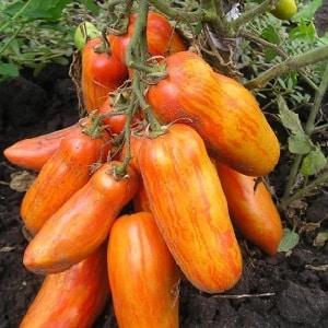 Eine exotische Tomatensorte für echte Feinschmecker – Pfeffertomaten für Salate und zum Einmachen