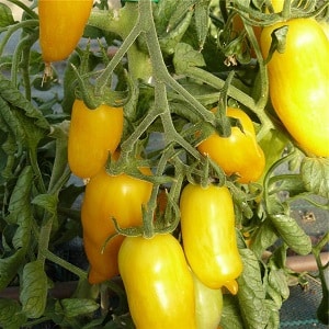 tomate pimiento amarillo