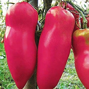 Tomatenpfeffer rosa