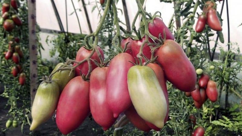 An exotic variety of tomatoes for real gourmets – Pepper tomatoes for salads and canning