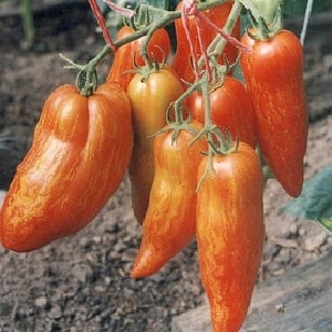 An exotic variety of tomatoes for real gourmets – Pepper tomatoes for salads and canning