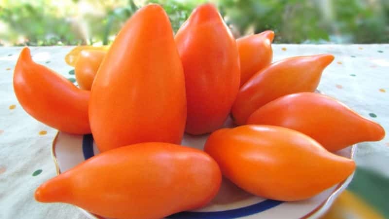 Une variété exotique de tomates pour les vrais gourmets – Tomates poivrées pour salades et conserves