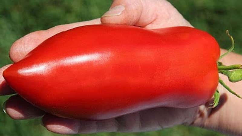 Una variedad exótica de tomates para verdaderos gourmets: tomates pimientos para ensaladas y conservas