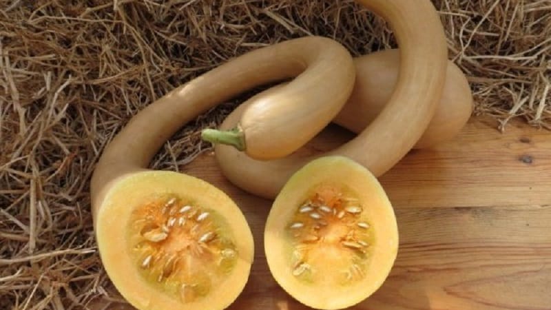 Una variedad deliciosa y extremadamente inusual de trombón de calabaza con nuez moscada: cómo cultivar y dónde utilizar el cultivo.