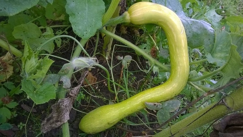 Una variedad deliciosa y extremadamente inusual de trombón de calabaza con nuez moscada: cómo cultivar y dónde utilizar el cultivo.