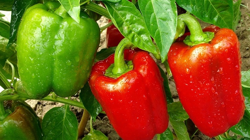 Hvor og hvordan lagre paprika for vinteren: fersk, frossen, tørket, tørket og hermetisert