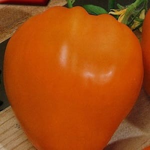 Varieti yang lazat dan stabil dengan kandungan beta-karotena yang tinggi - tomato Hadiah Peri: ulasan dan foto penuaian