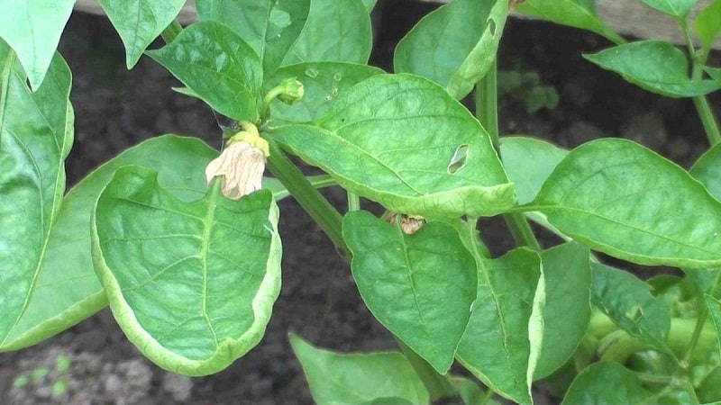 Miért göndörödnek a paprika levelei és mit tegyünk ellene?