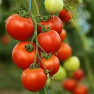 Características do cultivo do híbrido de tomate Tornado