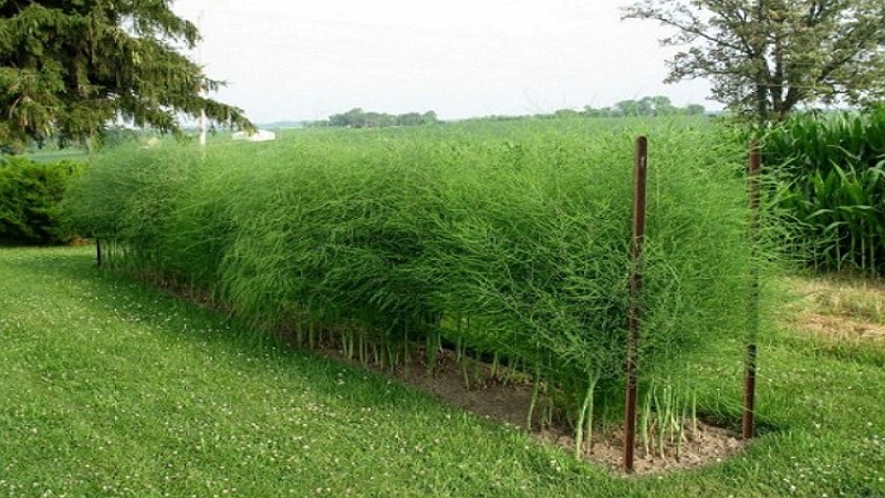 Ano ang asparagus, ano ang hitsura nito at paano ito ginagamit?