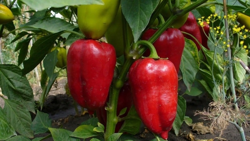 Pimenta Polet, de aparência perfeita e sabor incrível: uma visão detalhada da variedade e regras para seu cultivo