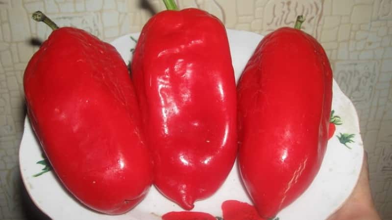 Pimiento polet, de apariencia perfecta y sabor increíble: una descripción detallada de la variedad y las reglas para cultivarlo