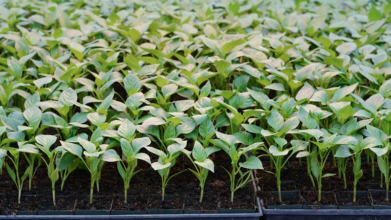 Pebre Polet, d'aspecte perfecte i de gust sorprenent: una visió detallada de la varietat i les regles per cultivar-lo