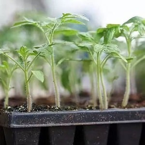 Híbrido de tomate Ivan da Marya: difícil de cuidar, pero sorprendente por su sabor