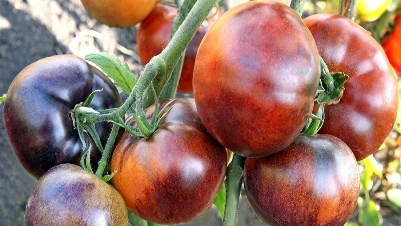 Híbrido de tomate Ivan da Marya: difícil de cuidar, pero sorprendente por su sabor