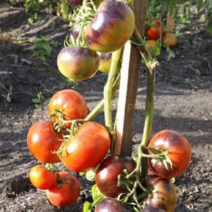 Tomato hybrid Ivan da Marya: mahirap alagaan, ngunit nakakagulat sa lasa nito