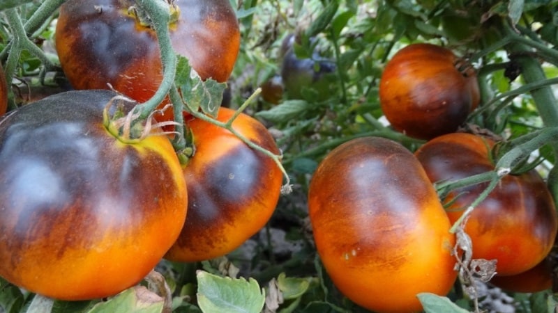 Tomatenhybride Ivan da Marya: schwer zu pflegen, aber überraschend im Geschmack