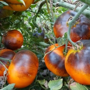 Tomato hybrid Ivan da Marya: difficult to care for, but surprising with its taste