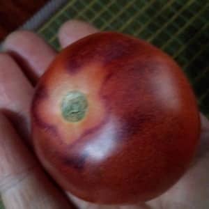 Híbrido de tomate Ivan da Marya: difícil de cuidar, pero sorprendente por su sabor